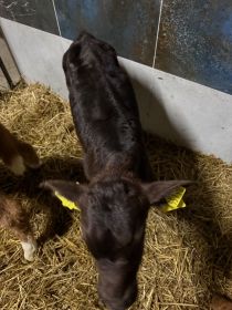 Sprzedam jałóweczkę