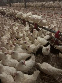 Kurki nioski Leghorn