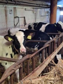 Sprzedam jałówki hodowlane