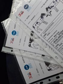 Sprzedam jałówki hodowlane