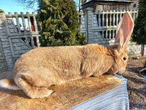 Sprzedam Samice i Samca króliki łódzkie
