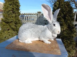 Sprzedam Samice i Samca króliki łódzkie