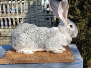 Sprzedam Samice i Samca króliki łódzkie
