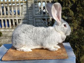 Sprzedam Samice i Samca króliki łódzkie