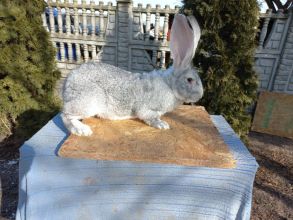 Sprzedam Samice i Samca króliki łódzkie