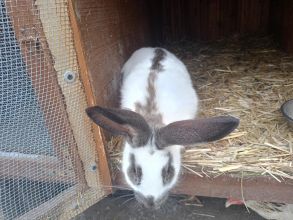 Krolik samiec mieszaniec