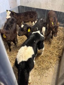 Sprzedam jałóweczki