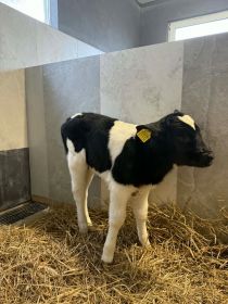 Sprzedam jałóweczki