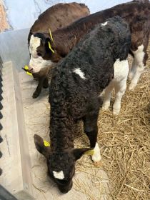 Sprzedam jałóweczki