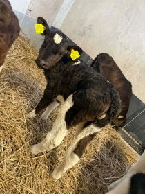 Sprzedam jałóweczki