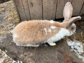 Sprzedam samicę i samca Kunę