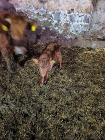 Sprzedam jałówkę limousine