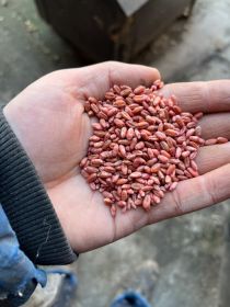 Pszenica Jara pabbles holenderska