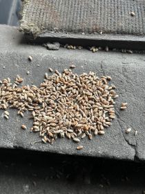 Pszenica Jara pabbles holenderska