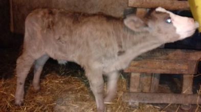 Sprzedam jałówkę i byczka