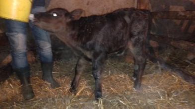 Sprzedam jałówkę i byczka