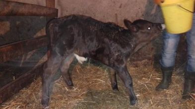 Sprzedam jałówkę i byczka