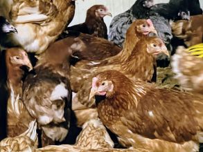 Kury nioski z jajkiem