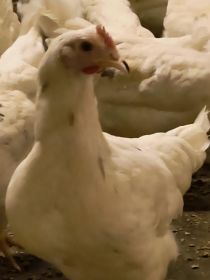 Kury nioski z jajkiem