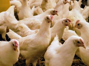 Kury nioski z jajkiem