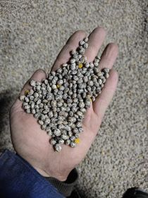 Łubin żółty mister