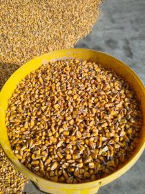 Kukurydza sucha 2025