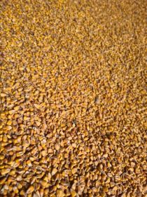 Kukurydza sucha 2025