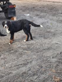 Szukam psa bernenczyka rozplodowego