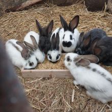 Sprzedam młode króliki
