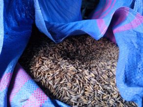 Owies Nawigator po centrali