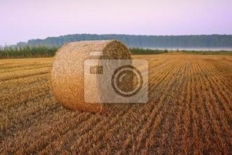 Słoma z pszenicy i pszenżyta /100 bel/ ze stodoły