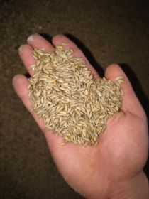 Żyto (możliwość zworkowania) (2025)