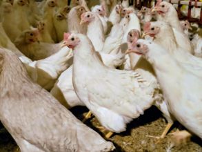 Kury nioski z jajkiem