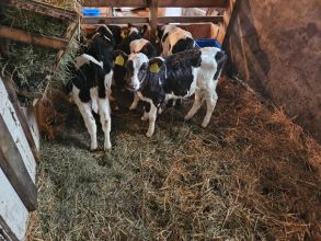 Sprzedam jałóweczki