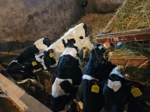 Sprzedam jałóweczki