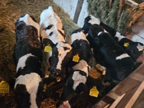 Sprzedam jałóweczki