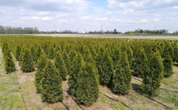 Tuja tuje szmaragd 70-130 cm Likwidacja szkółki