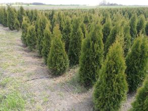 Tuja tuje szmaragd 70-130 cm Likwidacja szkółki