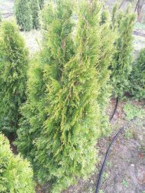 Tuja tuje szmaragd 70-130 cm Likwidacja szkółki