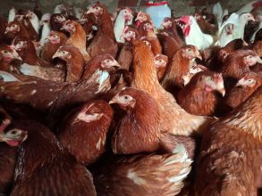 Kury nioski z jajkiem