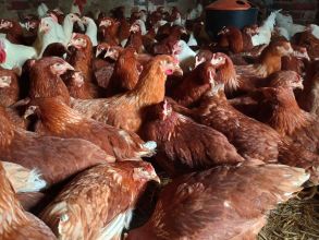 Kury nioski z jajkiem