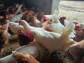 Kury nioski z jajkiem
