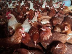 Kury nioski z jajkiem